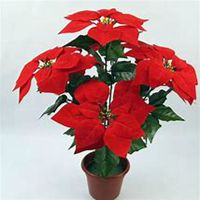 微信一品红头像_高清一品红花朵图片大全