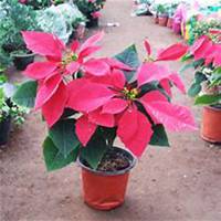 微信一品红头像_高清一品红花朵图片大全