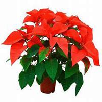 微信一品红头像_高清一品红花朵图片大全