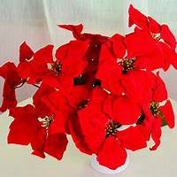 微信一品红头像_高清一品红花朵图片大全