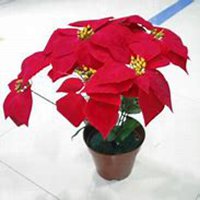 微信一品红头像_高清一品红花朵图片大全