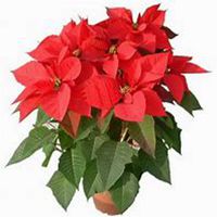 微信一品红头像_高清一品红花朵图片大全