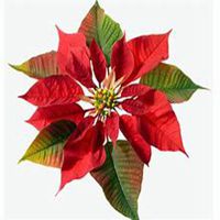 微信一品红头像_高清一品红花朵图片大全