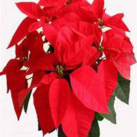 微信一品红头像_高清一品红花朵图片大全