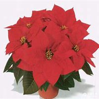 微信一品红头像_高清一品红花朵图片大全