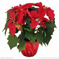 微信一品红头像_高清一品红花朵图片大全