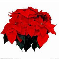 微信一品红头像_高清一品红花朵图片大全