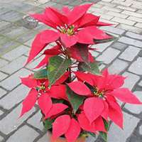 微信一品红头像_高清一品红花朵图片大全