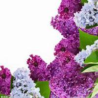 微信丁香花头像