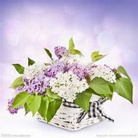 微信丁香花头像