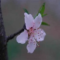 微信丁香花头像