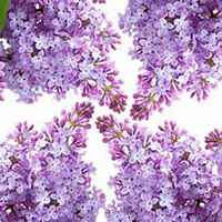 微信丁香花头像