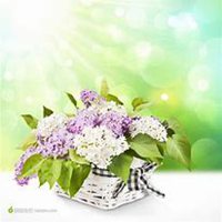 微信丁香花头像