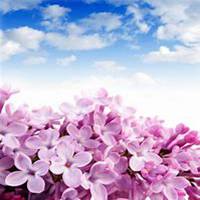 微信丁香花头像