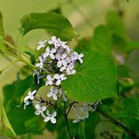 微信丁香花头像