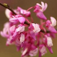 微信丁香花头像