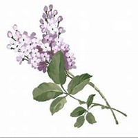 微信丁香花头像