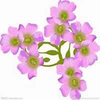 微信丁香花头像