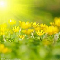 微信丁香花头像