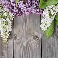 微信丁香花头像