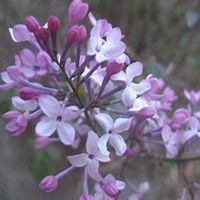 微信丁香花头像