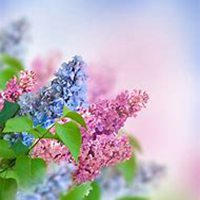 微信丁香花头像