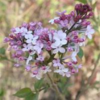 微信丁香花头像