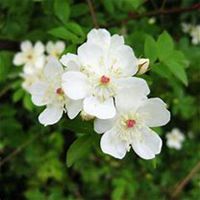 微信七里香头像_高清七里香花朵图片大全