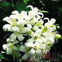 微信七里香头像_高清七里香花朵图片大全