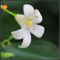 微信七里香头像_高清七里香花朵图片大全