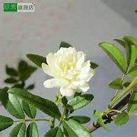 微信七里香头像_高清七里香花朵图片大全