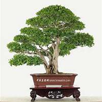 微信七里香头像_高清七里香花朵图片大全