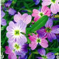 微信七里香头像_高清七里香花朵图片大全