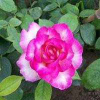 微信七里香头像_高清七里香花朵图片大全