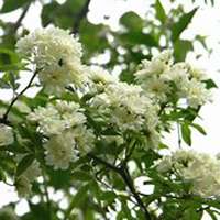 微信七里香头像_高清七里香花朵图片大全