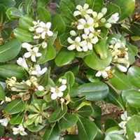 微信七里香头像_高清七里香花朵图片大全