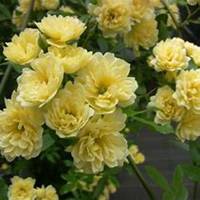 微信七里香头像_高清七里香花朵图片大全