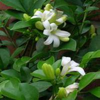 微信七里香头像_高清七里香花朵图片大全