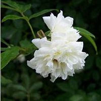 微信七里香头像_高清七里香花朵图片大全