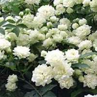 微信七里香头像_高清七里香花朵图片大全