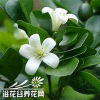 微信七里香头像_高清七里香花朵图片大全