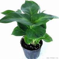 微信万年青头像_高清万年青花朵图片大全