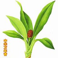 微信万年青头像_高清万年青花朵图片大全