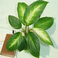 微信万年青头像_高清万年青花朵图片大全