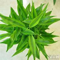 微信万年青头像_高清万年青花朵图片大全