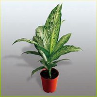 微信万年青头像_高清万年青花朵图片大全