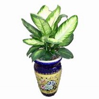 微信万年青头像_高清万年青花朵图片大全