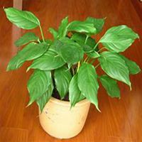 微信万年青头像_高清万年青花朵图片大全