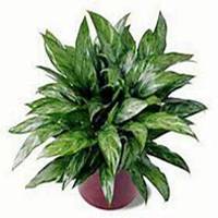 微信万年青头像_高清万年青花朵图片大全