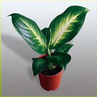 微信万年青头像_高清万年青花朵图片大全